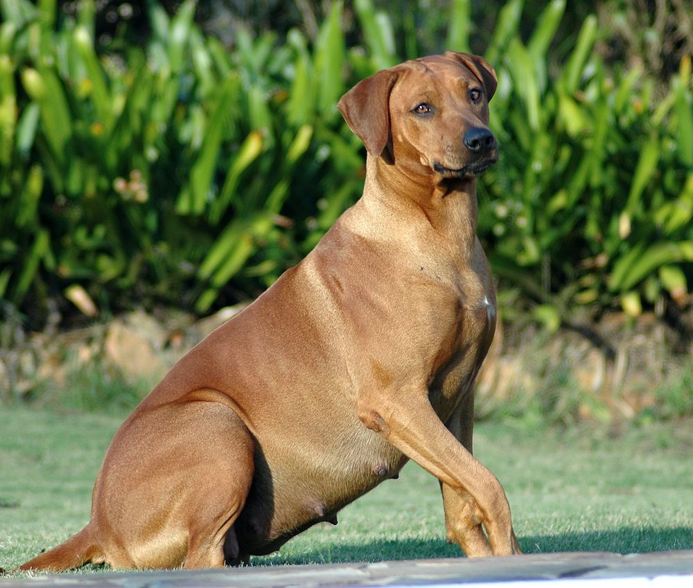 Insemination Options